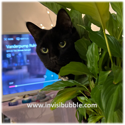 Peeking Cat (2024)