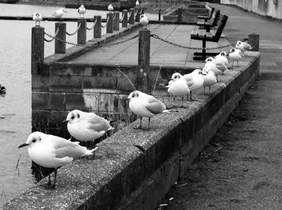 Woodbridge Seagulls (photo)