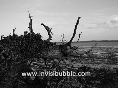Holbrook Bay I