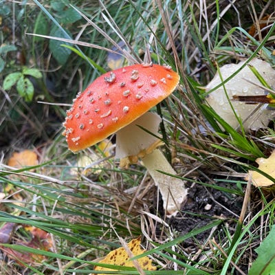 Red Mushroom (photo)