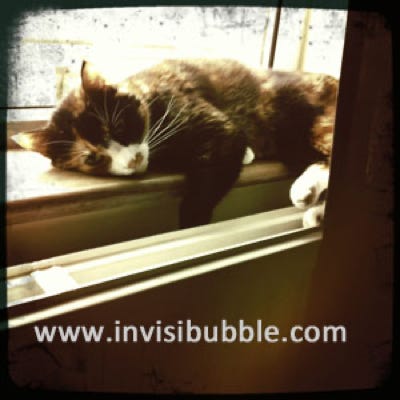 Sleepy Cat