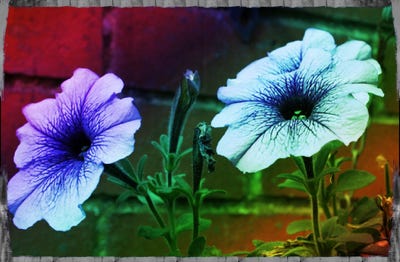 Colourful Flowers (photo)