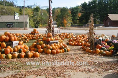 Pumpkin Mania