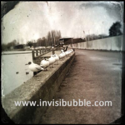 Gulls in a Row I