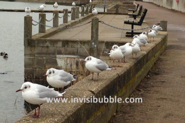 Gulls in a Row II