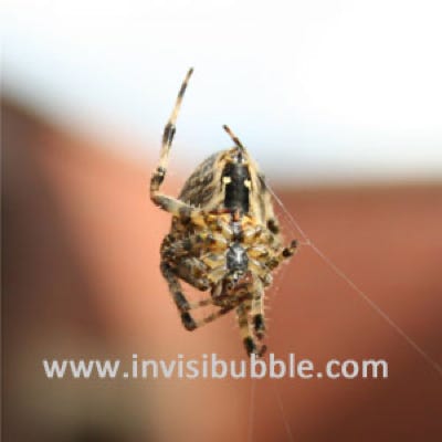 Itsy Bitsy...