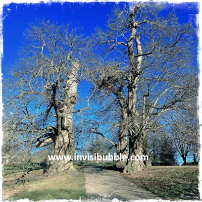 Trees (2025)