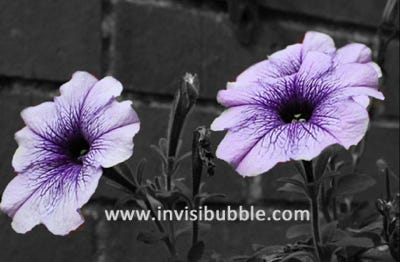 Purple Flower
