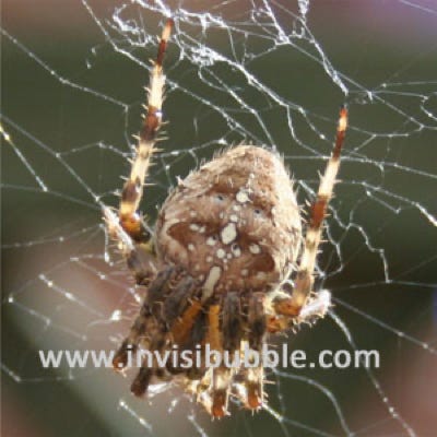 Itsy Bitsy 2...