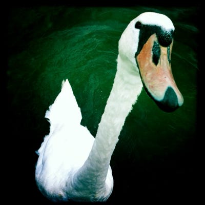 Curious Swan