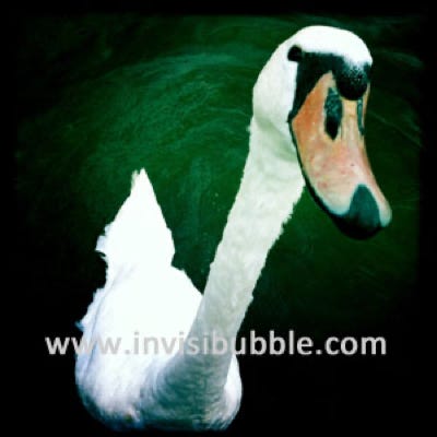 Curious Swan
