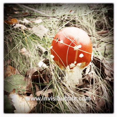 Mushroom (2017)