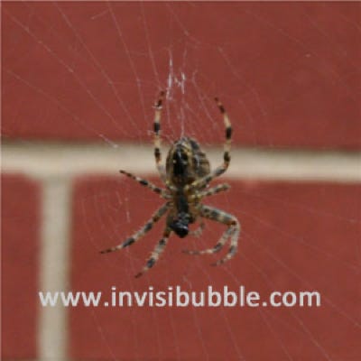 Itsy Bitsy 3...